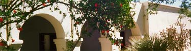 Pomegranite Trees in Garden